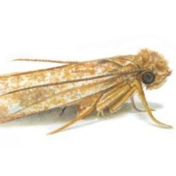 The common clothing moth
