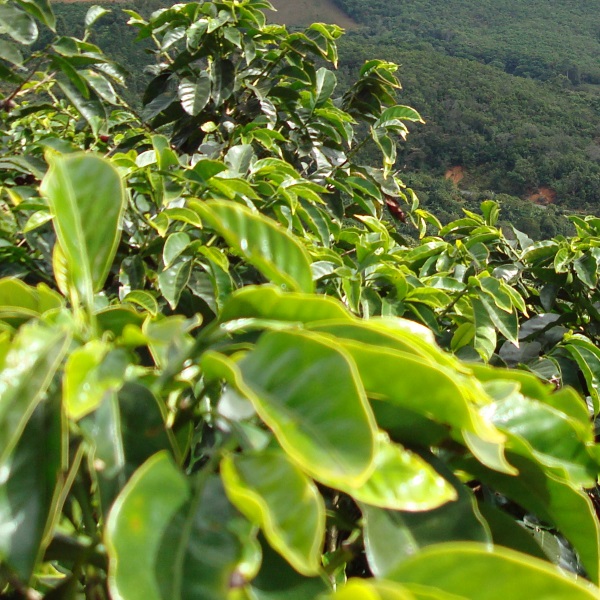 Coffee - Costa Rican Tarrazu