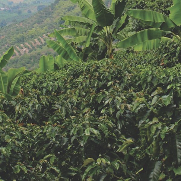 Coffee - Colombian Supremo Bucaramanga