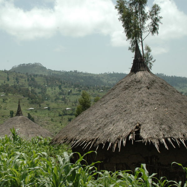 Coffee - Ethiopian Harar