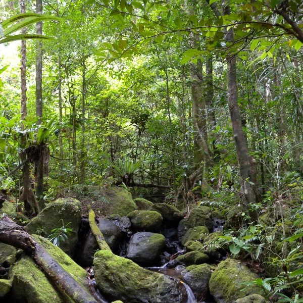 Coffee - Brazilian Rainforest Blend