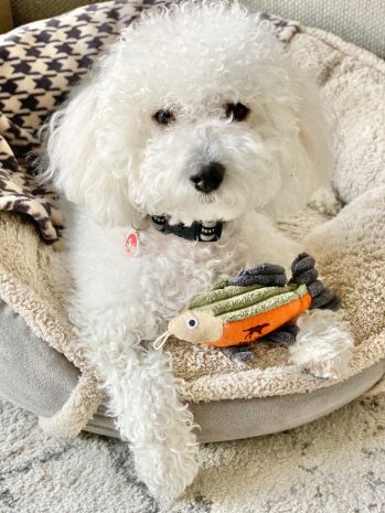 Baby Fish 5" Squeaker Dog Toy