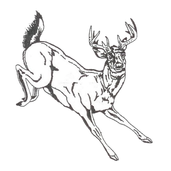 Evergreen Crystal Etched Whitetail Deer