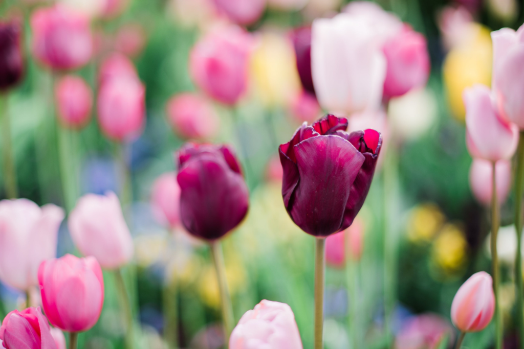 Bering's Shop Distinctive Hardware, Housewares, Gifts, and More.