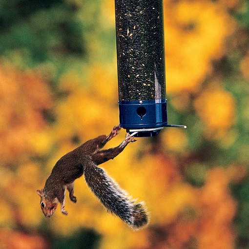 Droll Yankee Whipper Bird Feeder