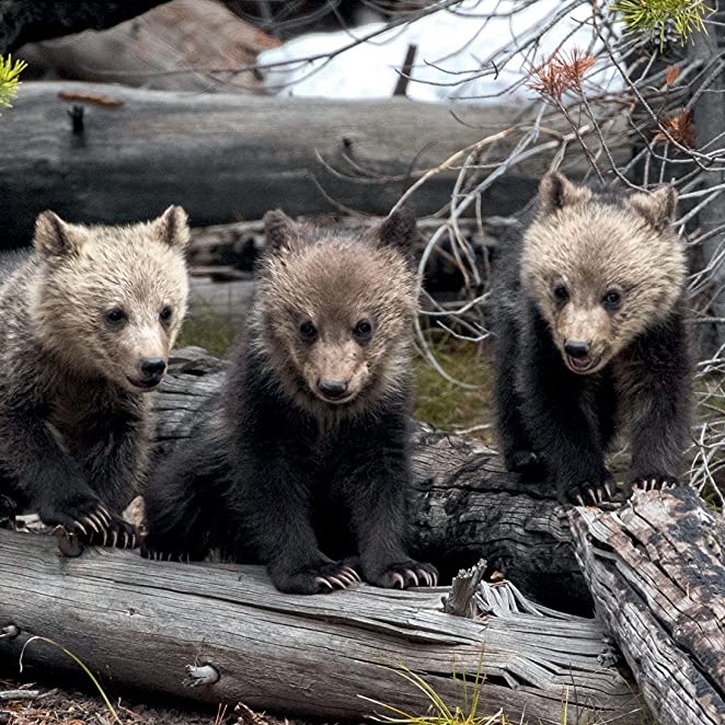 Bears: The Mighty Grizzlies of the West