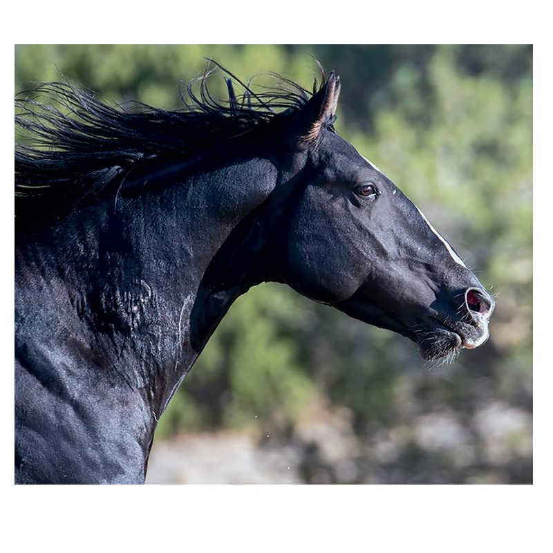 Wild Horses of the West (Hardcover)