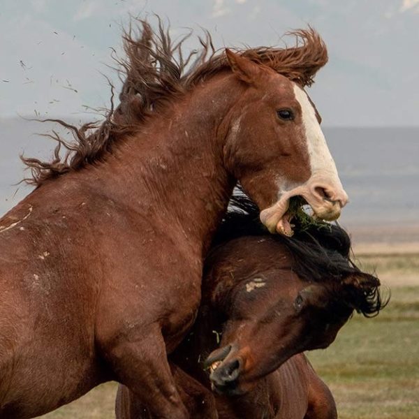 Wild Horses of the West (Hardcover)