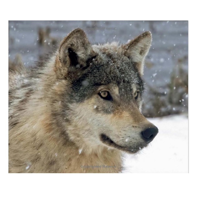 Wolves: Western Warriors