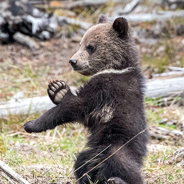 Bears: The Mighty Grizzlies of the West