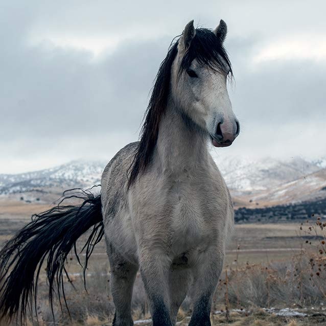 Wild Horses of the West (Hardcover)
