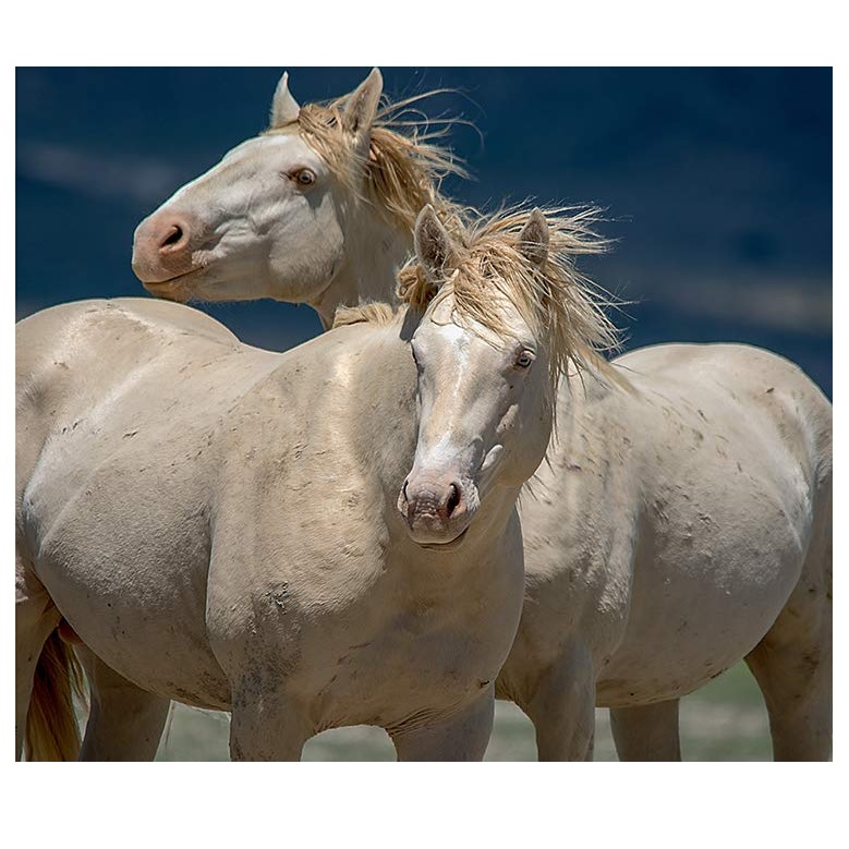 Wild Horses of the West (Hardcover)
