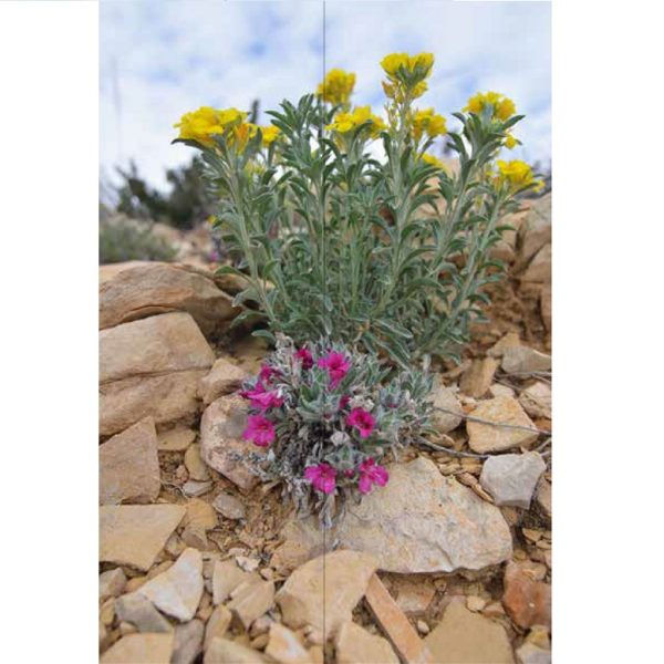 Wildflowers of Texas (A Timber Press Field Guide)