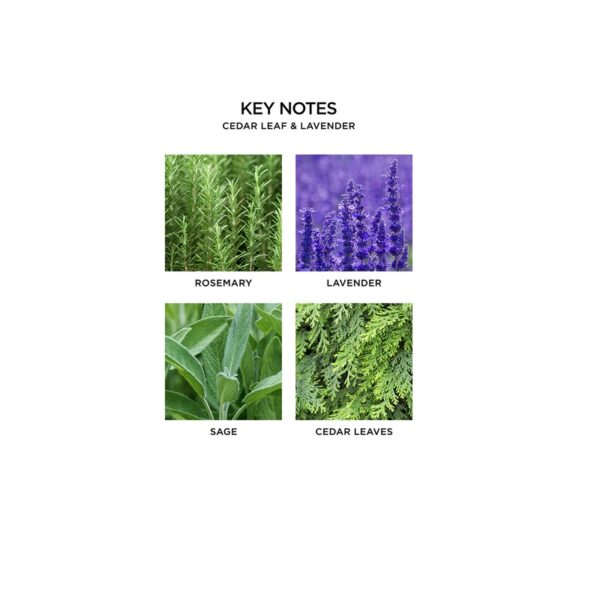 Cedar Leaf and Lavender Pura Smart Home Fragrance Diffuser Refills