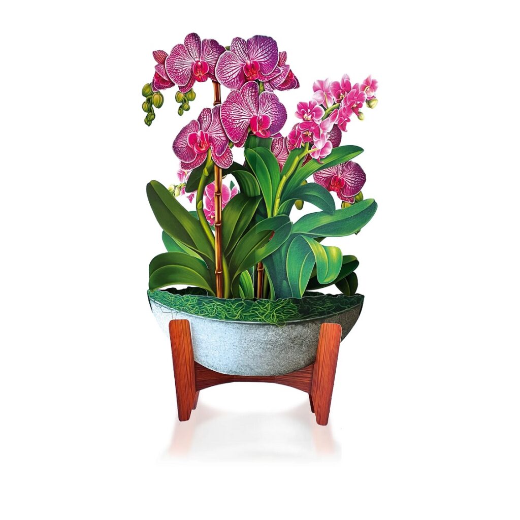 Orchid Oasis Pop Up Bouquet Orchid Oasis Pop Up Bouquet