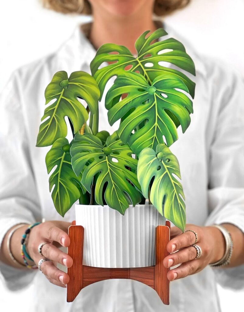 FreshCut Paper Monstera Plant Pop Up