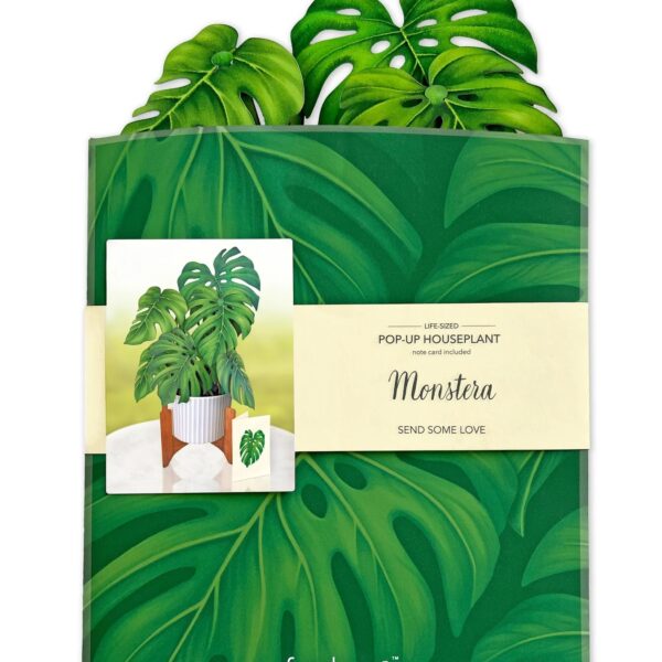 FreshCut Paper Monstera Plant Pop Up