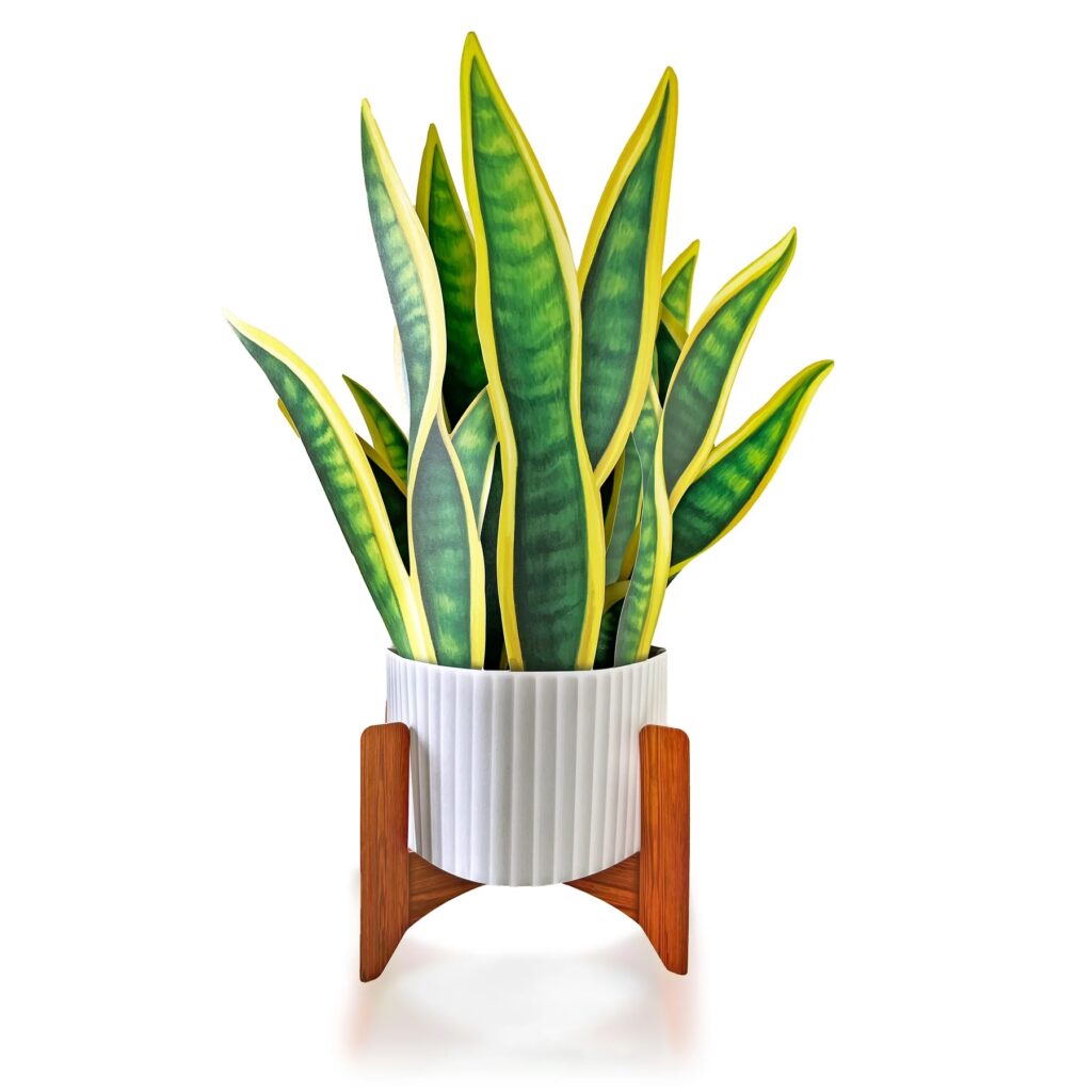 FreshCut Paper Snake Plant Pop Up