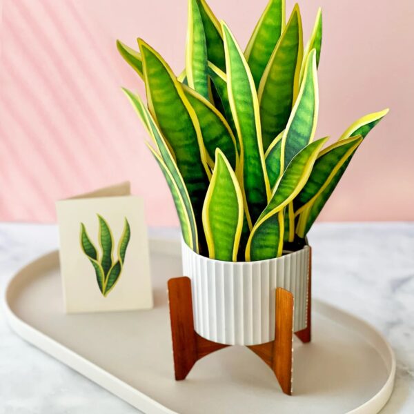 FreshCut Paper Snake Plant Pop Up