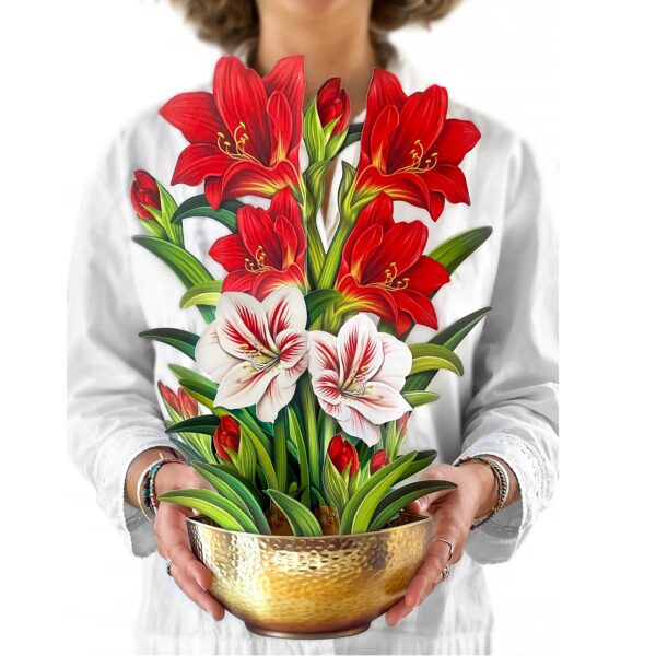 Scarlet Amaryllis Pop Up