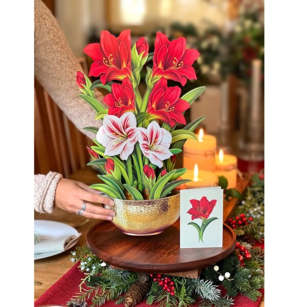 Scarlet Amaryllis Pop Up