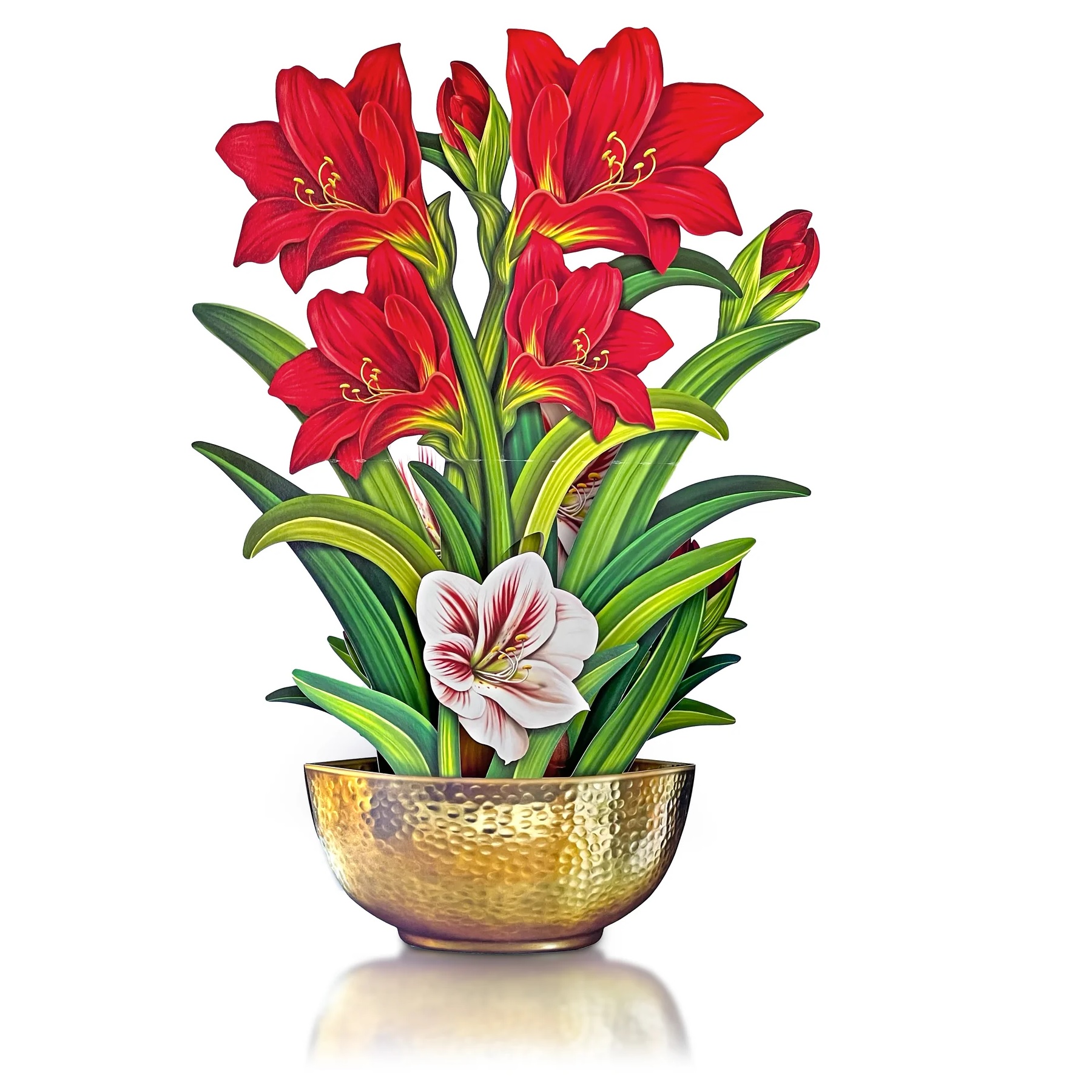 Scarlet Amaryllis Pop Up