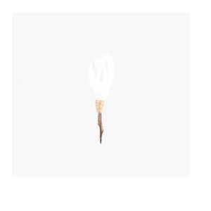 Brackish Beckham Lapel Pin