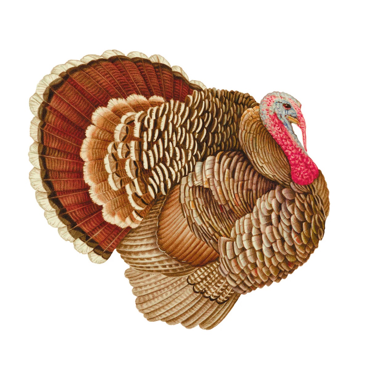Caspari paper turkey placemats berings
