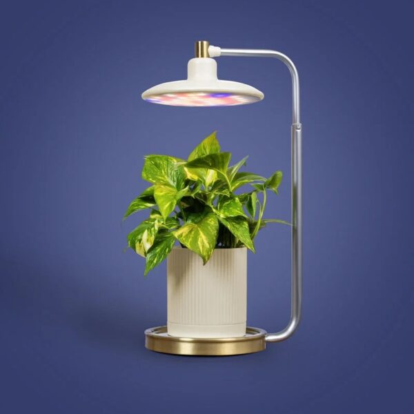 Tabletop Grow Light