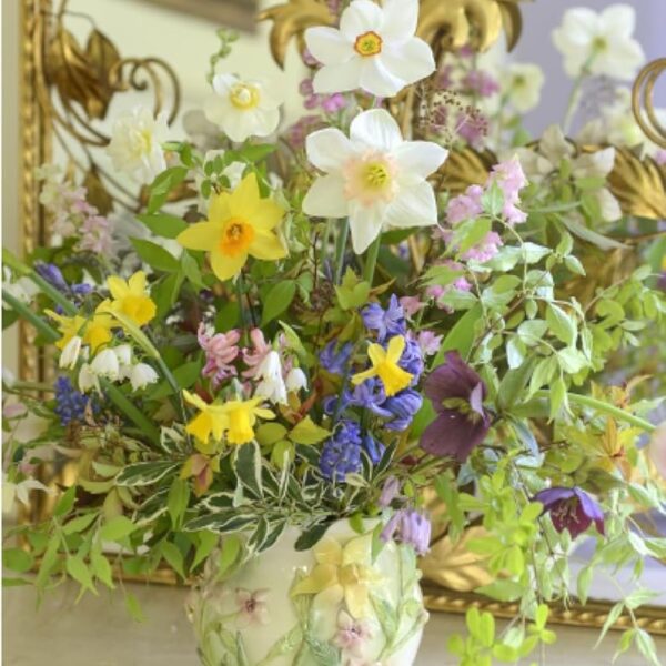 Daffodils: Beautiful Varieties for Home and Garden (Hardcover)