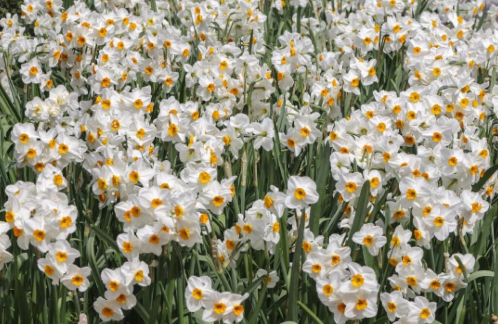 Daffodils: Beautiful Varieties for Home and Garden (Hardcover)