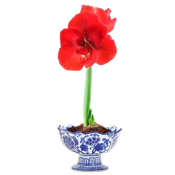 Two's Company Scalloped Edge Footed Porcelain Bowl