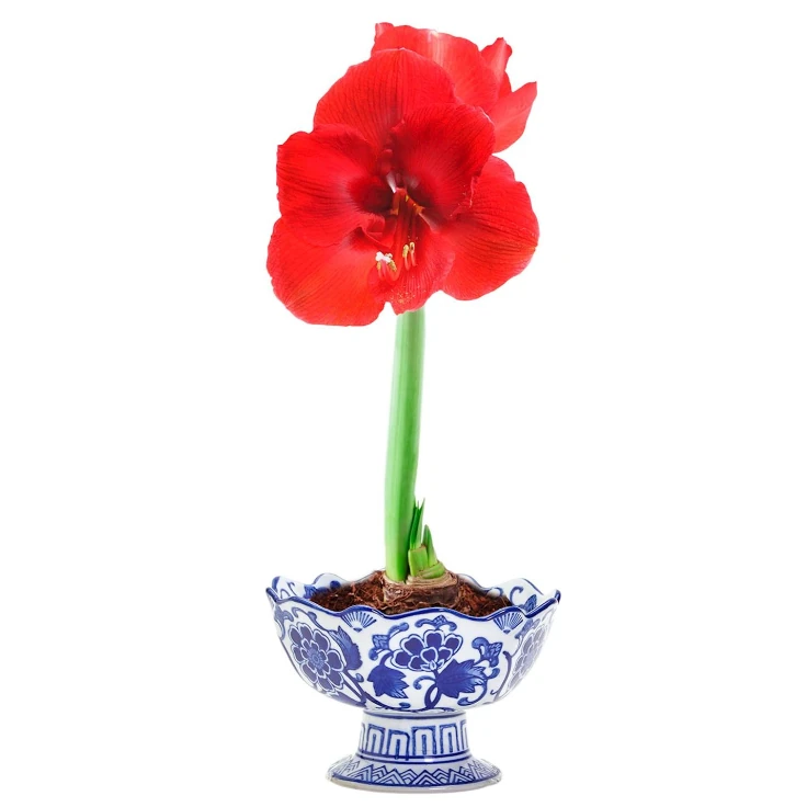 Two's Company Scalloped Edge Footed Porcelain Bowl